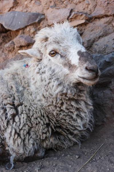 Nahaufnahme eines Schafes, amantani insel, titicaca see, peru — Stockfoto