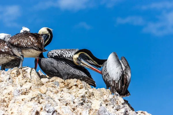 Pelícanos en las Islas Ballestas, Península de Paracas, Perú — Foto de Stock