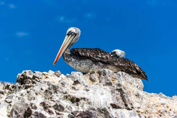 Pelicans in the Islas Ballestas, Paracas Peninsula, Peru — Stock Photo, Image