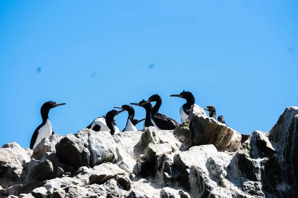 Cormoranes Guanay en las Islas Ballestas, Península de Paracas, Per — Foto de Stock