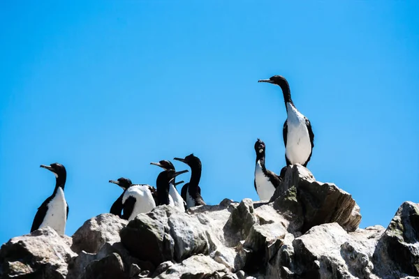 Cormoranes Guanay en las Islas Ballestas, Península de Paracas, Per — Foto de Stock