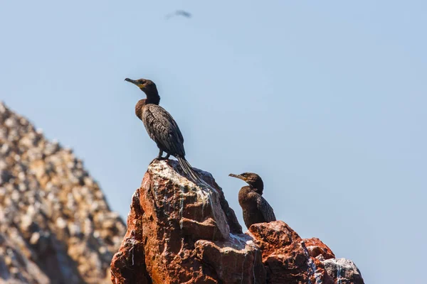 Cormoranes en las Islas Ballestas, Península de Paracas, Perú — Foto de Stock