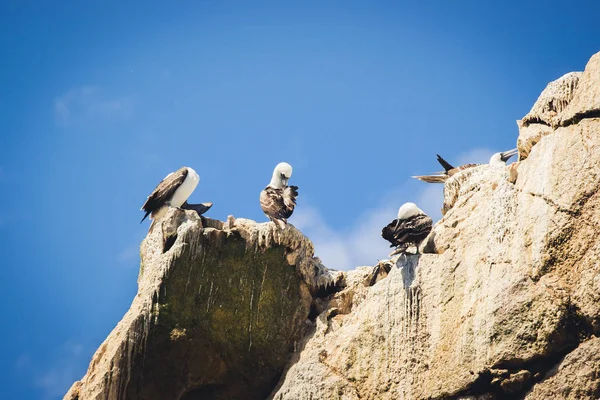 Peruvian boobies in the Islas Ballestas, Paracas Peninsula, Peru — Stock Photo, Image