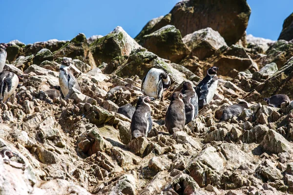 Humboldt penguenler Paracas Yarımadası, Islas Ballestas, başına — Stok fotoğraf