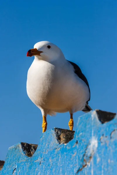 Seagull rusten in Paracas, Peru — Stockfoto