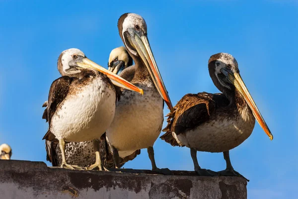 Brown peruvian pelicans in Paracas, Peru — Stock Photo, Image
