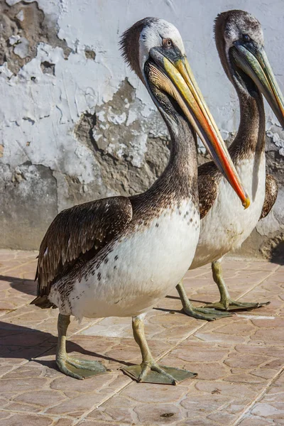 Brown peruvian pelicans in Paracas, Peru — Stock Photo, Image