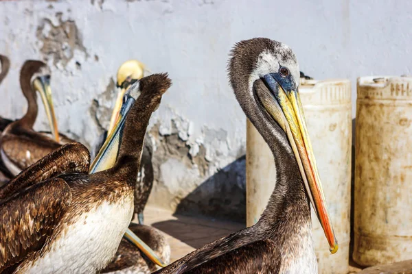 Pelícanos peruanos marrones en Chulucanas, Perú — Foto de Stock