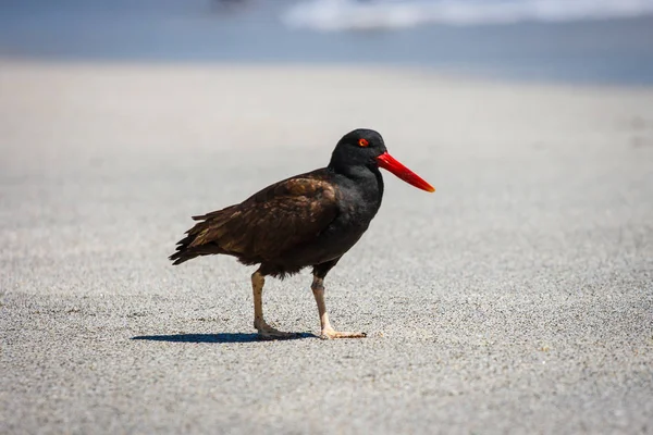 Captador de ostras negro (Haematopus ater) en Pisco, Perú — Foto de Stock