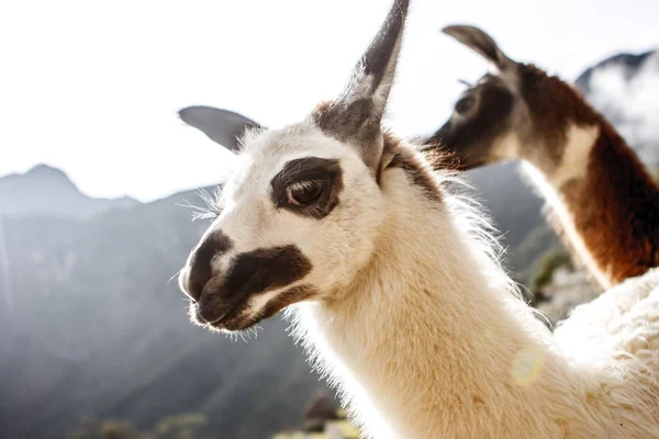 Lama in machu picchu, cuzco, peru — Stockfoto