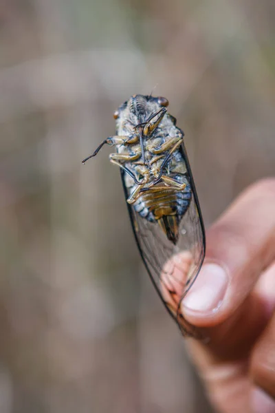 Huge insect (cicada) held between fingers, Inca trail, Peru — Stock Photo, Image