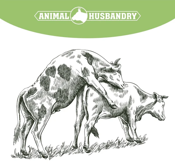 Boceto de vaca dibujado a mano. ganado. ganado. zoogamia — Archivo Imágenes Vectoriales