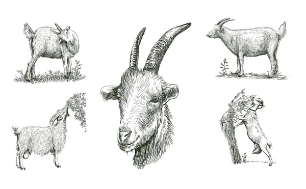 Ziegenskizzen, die von Hand gezeichnet wurden. Vieh. Weidetierhaltung — Stockvektor