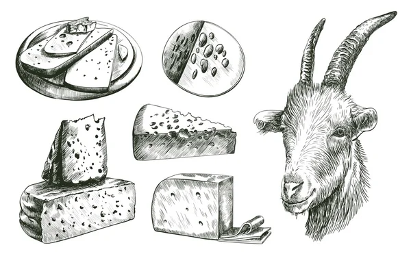 Agricoltura. allevamento di capre. bestiame. fabbricazione del formaggio . — Vettoriale Stock