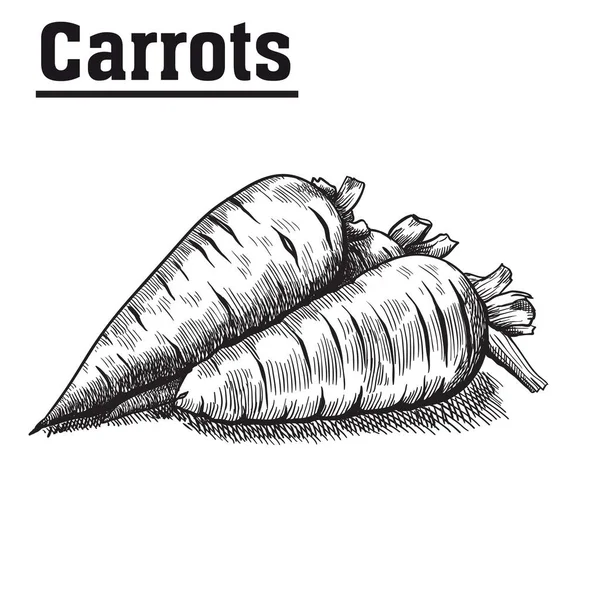 Zanahoria. cosecha. hortalizas naturales . — Archivo Imágenes Vectoriales