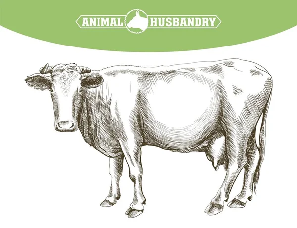 Skizze einer von Hand gezeichneten Kuh. Vieh. Vieh. Weidetierhaltung — Stockvektor
