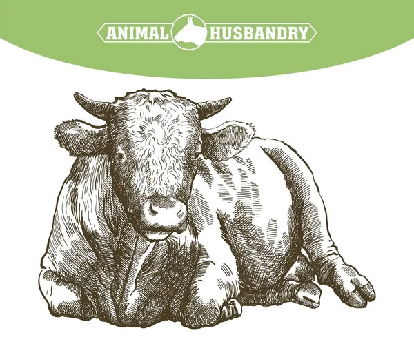 Szkic krowa rysowane ręcznie. zwierząt gospodarskich. bydła. wypas zwierzę — Wektor stockowy