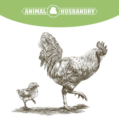 damızlık tavuk. Hayvancılık. Hayvancılık