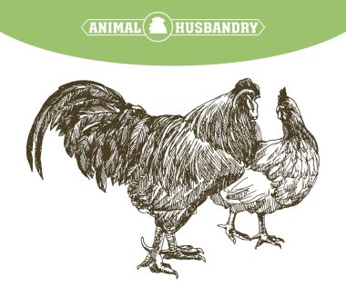 damızlık tavuk. Hayvancılık. Hayvancılık