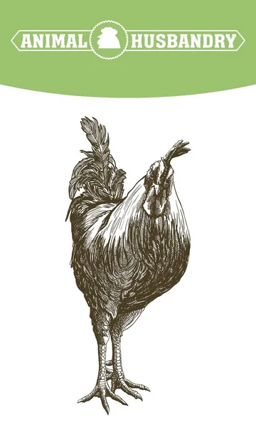 Hodowla kurczaków. hodowli zwierząt. zwierzęta gospodarskie — Wektor stockowy
