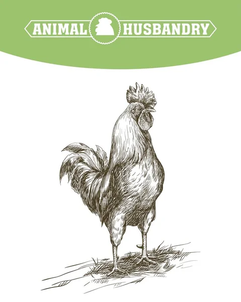 Hühnerzucht. Tierhaltung. Nutztiere — Stockvektor