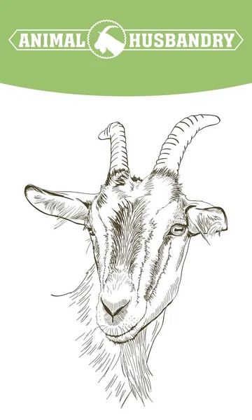 Sketch of goat drawn by hand. livestock. animal grazing — Stock Vector