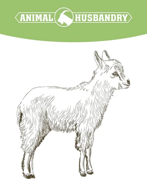 Эскиз козы, нарисованный вручную. домашний скот. выпас животных — стоковый вектор
