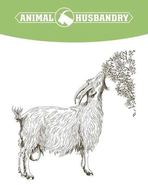 Boceto de cabra dibujado a mano. ganado. pastoreo animal — Archivo Imágenes Vectoriales