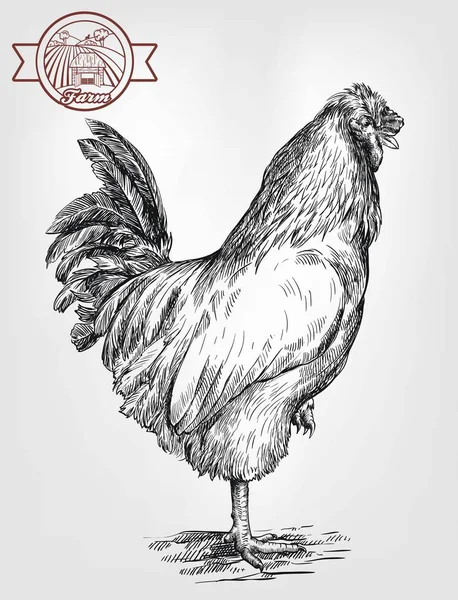 Élevage de poulet. élevage d'animaux. cheptel — Image vectorielle