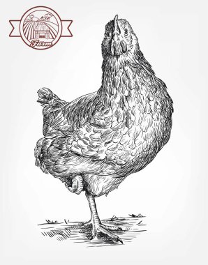 damızlık tavuk. Hayvancılık. Hayvancılık