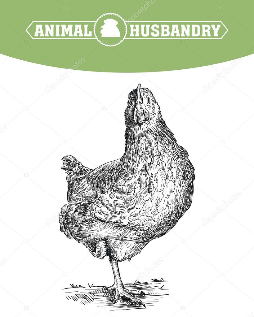 chicken breeding. animal husbandry. livestock