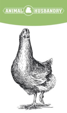 damızlık tavuk. Hayvancılık. Hayvancılık