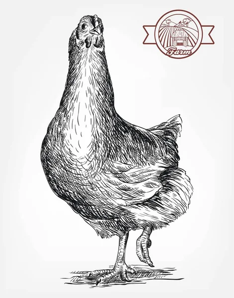 Cría de pollo. cría de animales. ganadería — Vector de stock