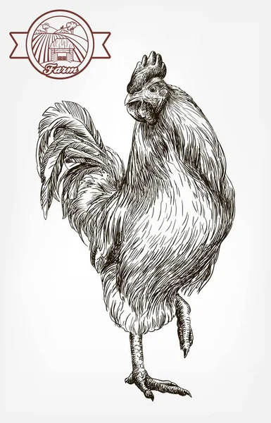 Élevage de poulet. élevage d'animaux. cheptel — Image vectorielle