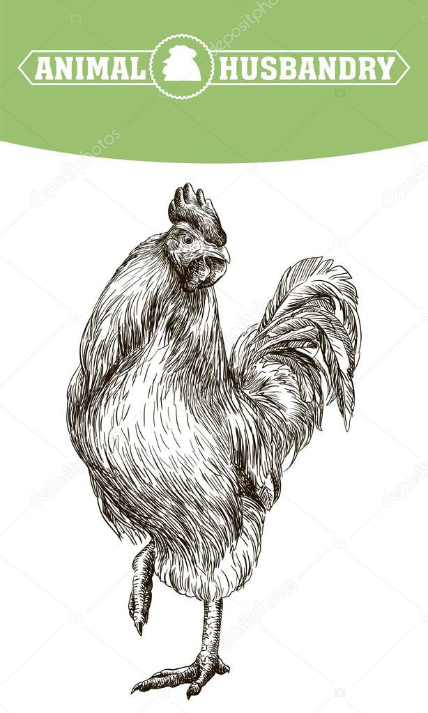 chicken breeding. animal husbandry. livestock