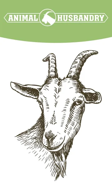 Testa di capra. bestiame. pascolo animale. schizzo disegnato a mano . — Vettoriale Stock