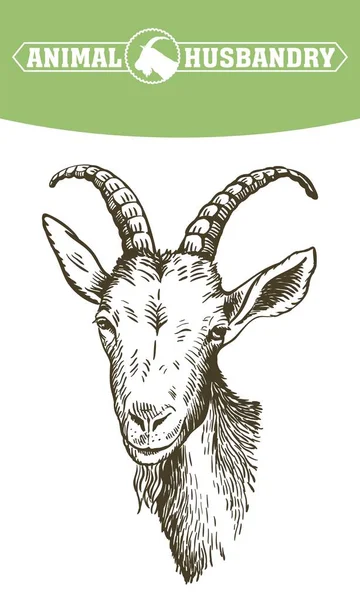 Goat head. livestock. animal grazing. sketch drawn by hand. — Stock Vector