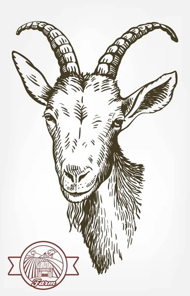 Cabeza de cabra. ganado. pastoreo de animales. boceto dibujado a mano . — Vector de stock