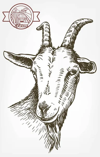 Cabeça de cabra. gado. pastoreio animal. desenho desenhado à mão . — Vetor de Stock