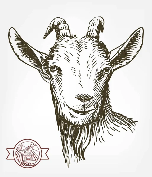 Cabeça de cabra. gado. pastoreio animal. desenho desenhado à mão . —  Vetores de Stock