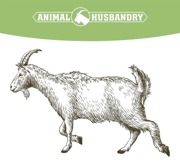 Boceto de cabra dibujado a mano. ganado. pastoreo animal — Archivo Imágenes Vectoriales