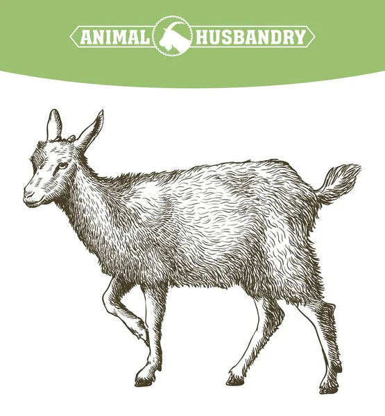 Esboço de cabra desenhado à mão. gado. pastoreio animal — Vetor de Stock