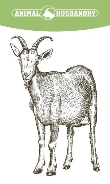 Sketsa kambing yang digambar dengan tangan. ternak. hewan merumput - Stok Vektor