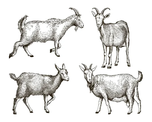 Croquis de chèvre dessiné à la main. le bétail. pâturage des animaux — Image vectorielle