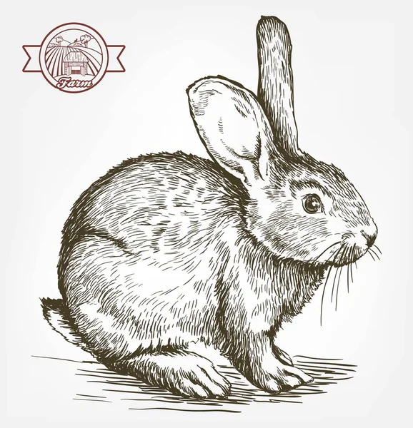 Sketch of rabbit drawn by hand. animal husbandry — Stock Vector