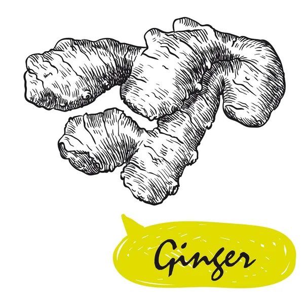 Croquis au gingembre. récolte — Image vectorielle