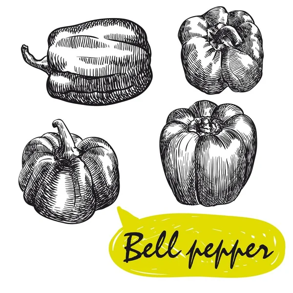 Bell pepper sketches. oogsten — Stockvector