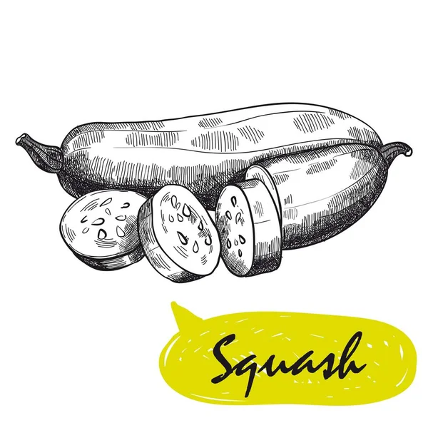 Squash-Sketch. Ernte — Stockvektor