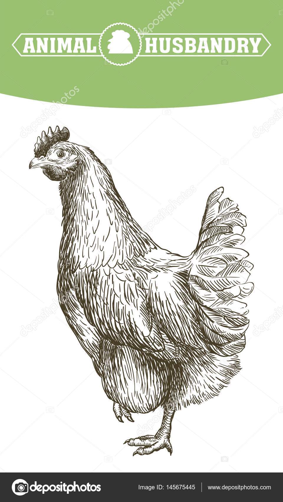 Chicken breeding. animal husbandry. livestock Stock Vector Image by ©lapuma  #145675445