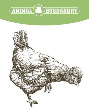 damızlık tavuk. Hayvancılık. Hayvancılık